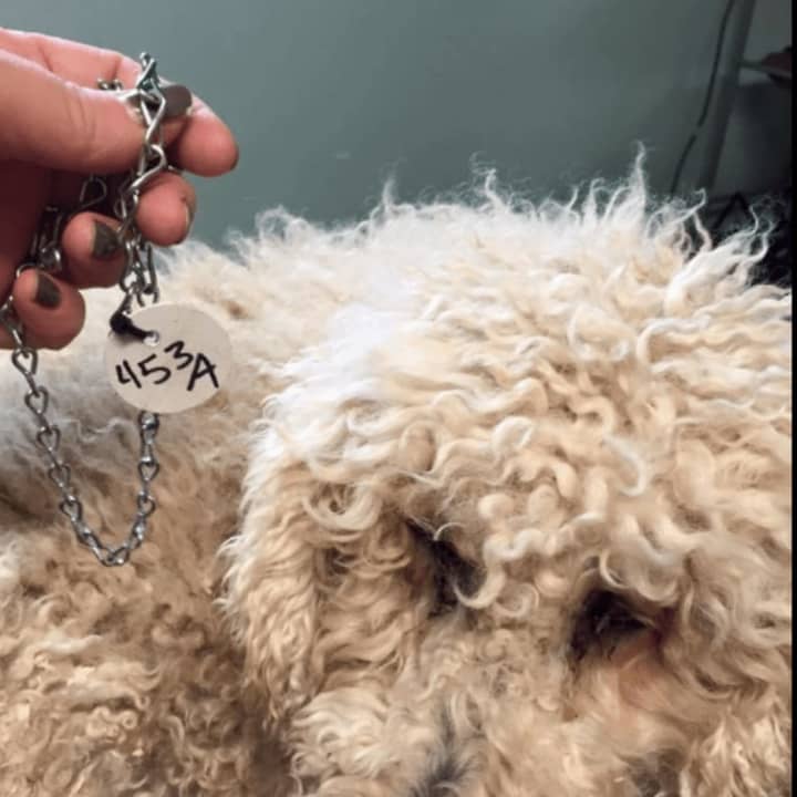A golden doodle was saved from Vincent LoSacco&#x27;s Missouri auction by Lucky K9 Rescue.