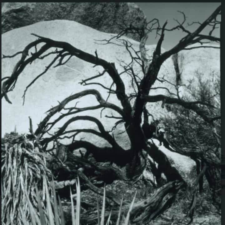 Brett Weston often used subjects from nature, using well-honed techniques to alter perspective.