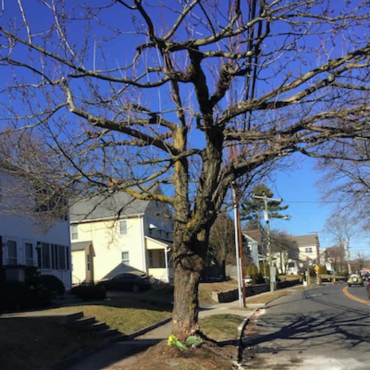 Two men were killed after the truck they were in slammed into this tree on Hope Street in February, Stamford Police said. A third man was treated and released from hospital.