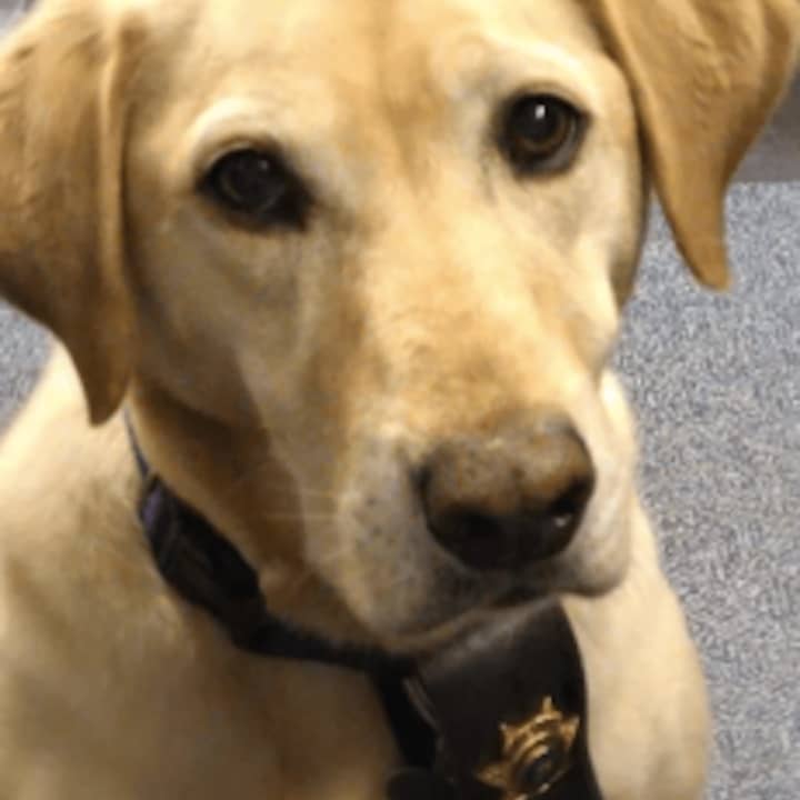 Scooter, a yellow Labrador retriever, rescue dog and Fraud Fighter of the Year as an arson investigator for the Rockland County Sheriff&#x27;s Department.
