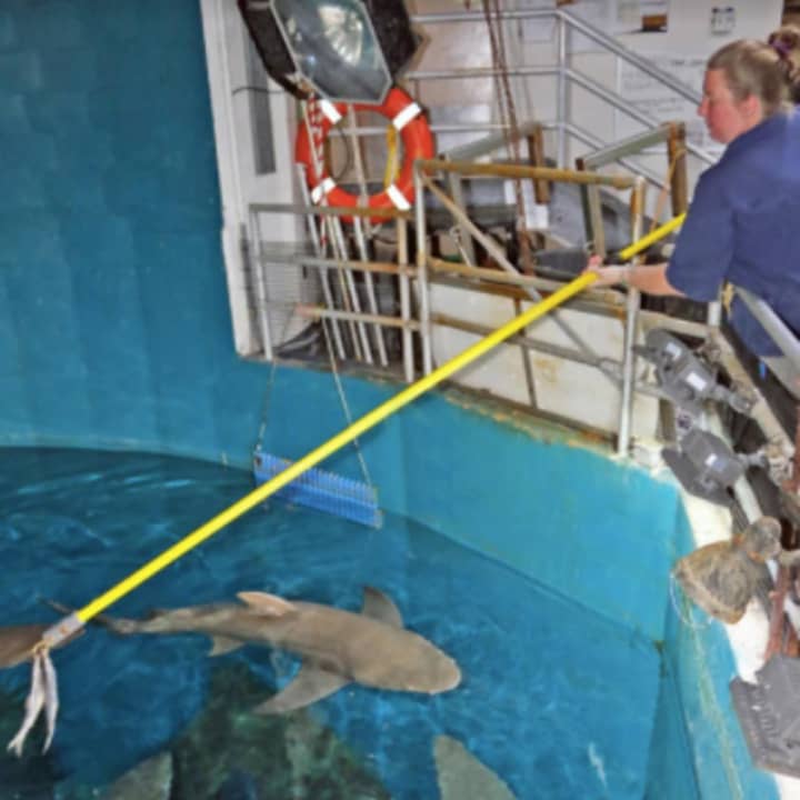Aquarist Sandi Schaefer-Padgett feeds the sand tiger sharks from above the Ocean Beyond the Sound exhibit in The Maritime Aquarium at Norwalk.