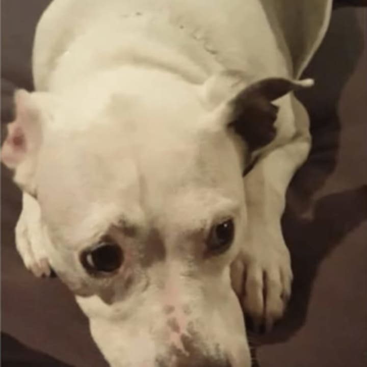 Pepsi, a white pit bull terrier, is lost in the White Plains area.