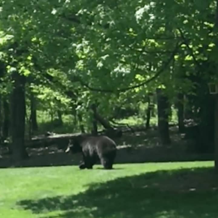 A large black bear — similar to this one — was spotted ambling on Saturday through Redding yard.