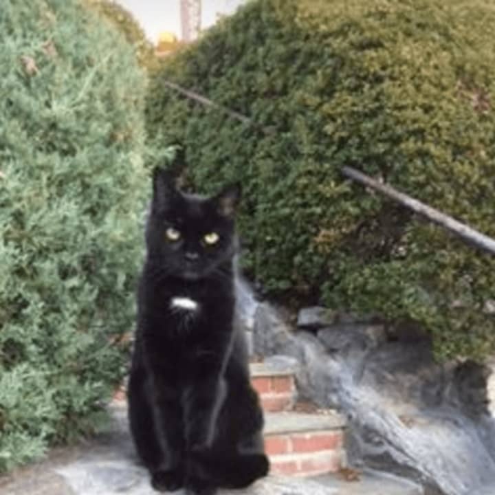 A 14-year-old cat has been reported missing in Yonkers.