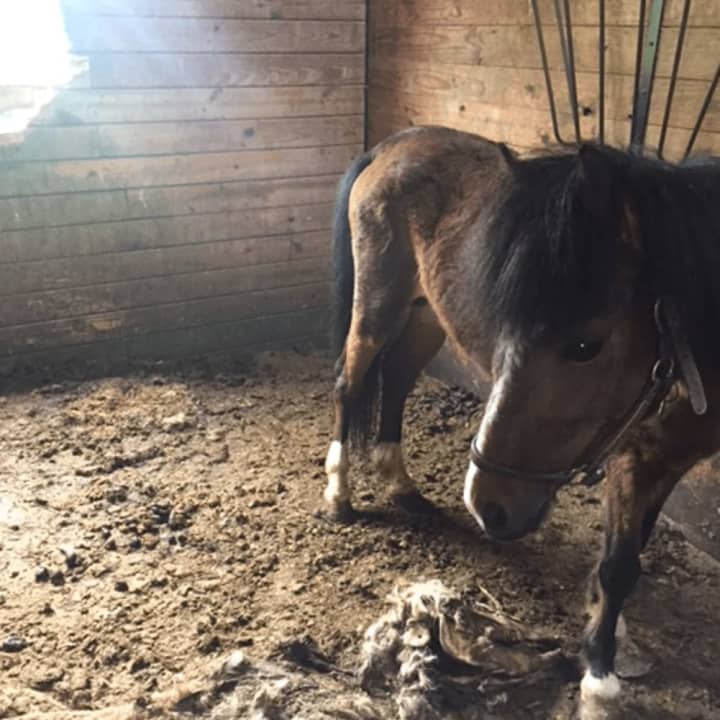 Hudson Valley SPCA officials found 11 dead horses at an Orange County farm.
