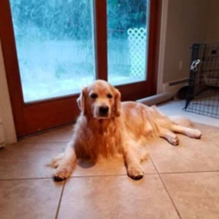 A Golden Retriever is lost in the Mahwah/Franklin Lakes area.