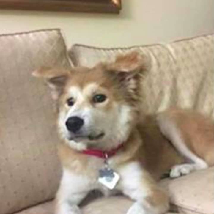Matilda was lost Sept. 29 near the Brooklawn Country Club in Fairfield.