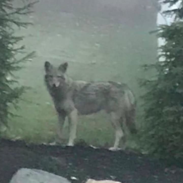 This coywolf, a canid hybrid descended from coyotes and gray wolves, was seen and photographed Monday morning in Congers, Clarkstown Police said.