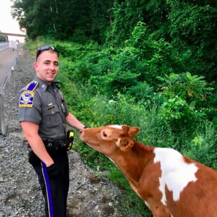 Officers from Troop E in Montville helped round up about 10 cows that became loose along I-395 in Griswold.