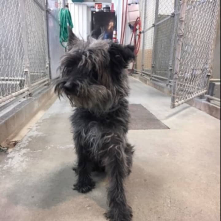 Male terrier mix found roaming on Redding/Ridgefield line on Friday, April 5
