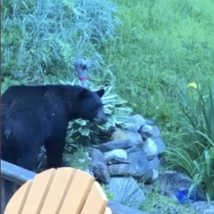 A black bear has been making the rounds in North Salem.