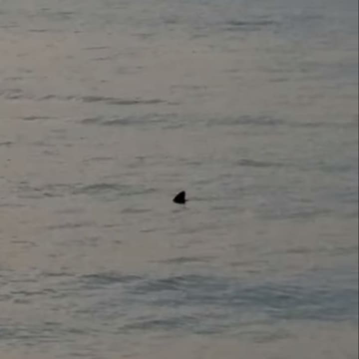 Alfred Allen took a video of what appears to be a shark at a beach in Riverhead Monday, July 15.