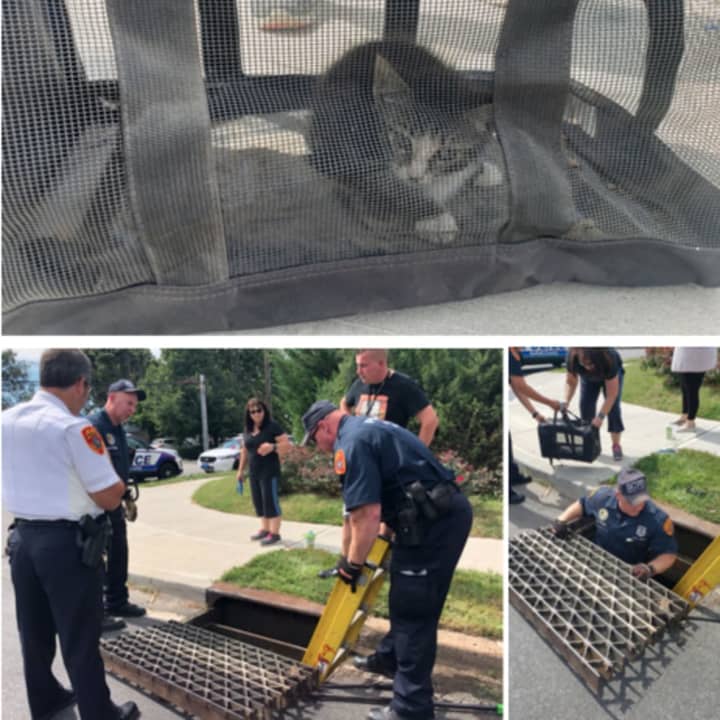 Officers with the Suffolk County Police Department rescued a kitten from a storm drain in Lindenhurst on Sunday, Sept. 8.