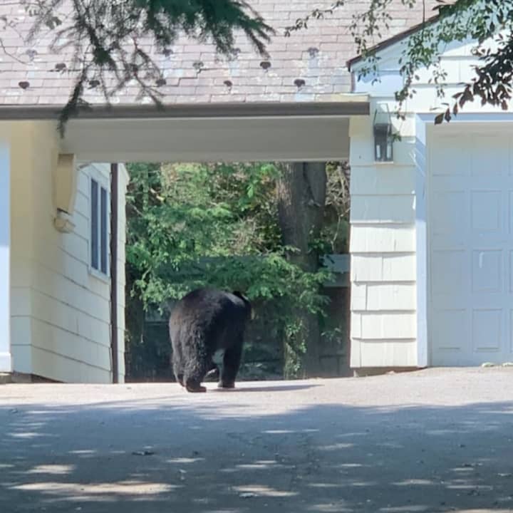 The bear near the intersection of Richbell Road and Burgess Road in Scarsdale.