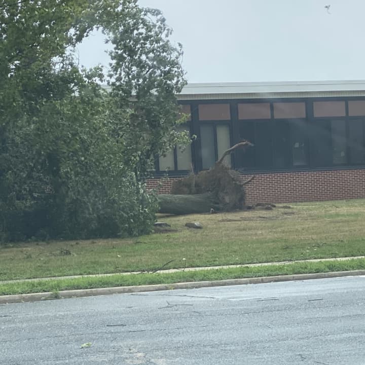 A downed tree outside a Levittown elementary school.