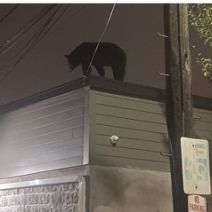 A black bear was spotted on top of a Harrison business overnight Saturday.