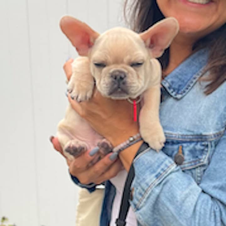 The 3-month old French Bulldog, a male named Zushi.