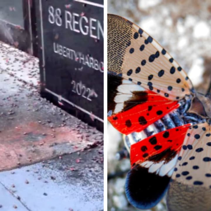 Spotted lanterflies were captured swarming a Jersey City building.