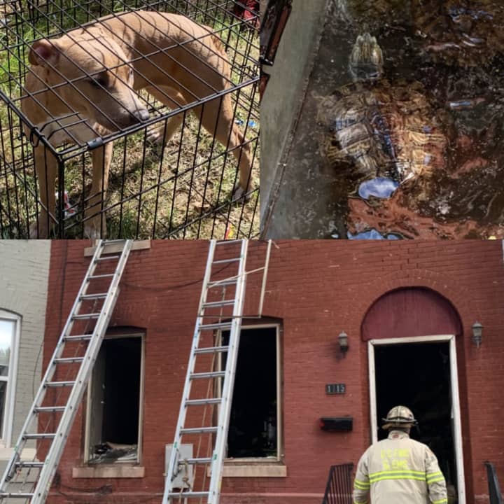Some Animals Saved At the Scene of the Fire