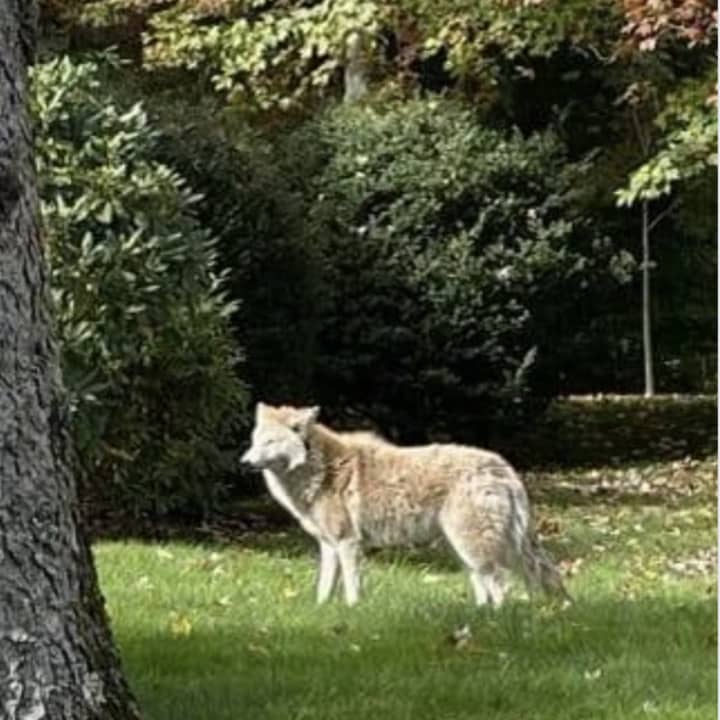 This coyote was chased out of a public park by police in Westchester County.