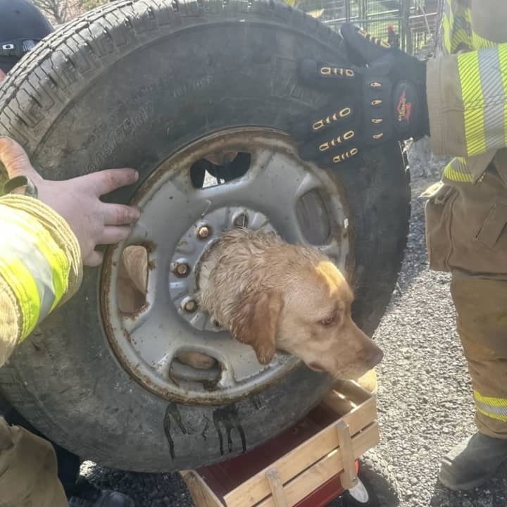 Daisy the dog got her head stuck in a tire rim in Franklinville.
  
