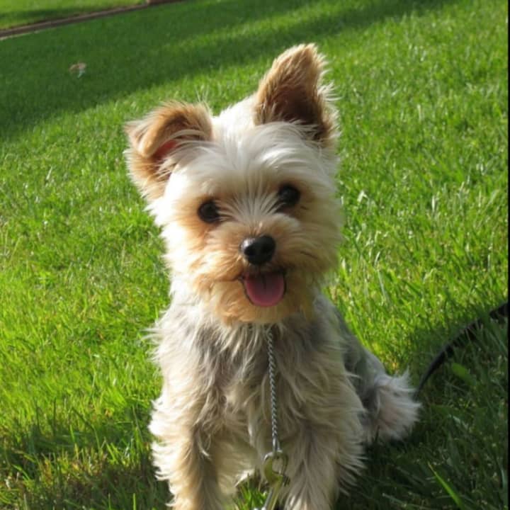 A yorkie poo puppy.