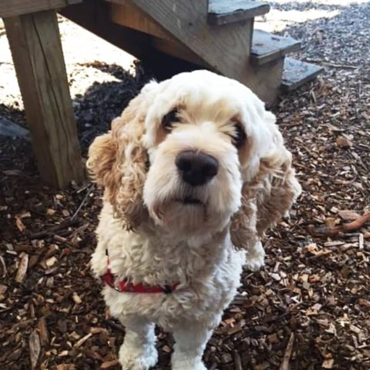 Need a Cocker Spaniel in your life? Shade would like to help.