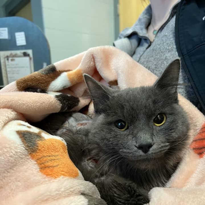 Dusty, an 11-month-old kitten, was found in a Roslindale parking lot covered in burns.&nbsp;