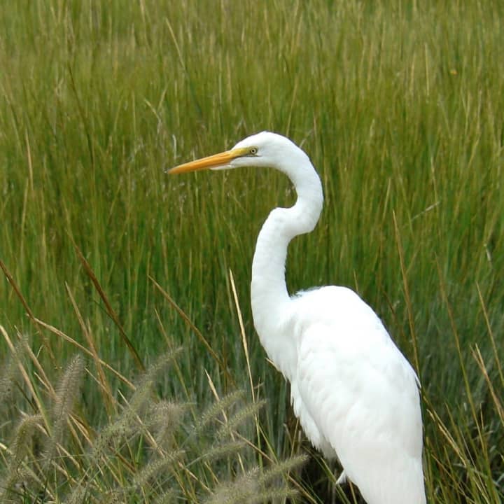 The snowy egret is typical of the birdlife that can be seen on habitat like the White Barn property in Norwalk.