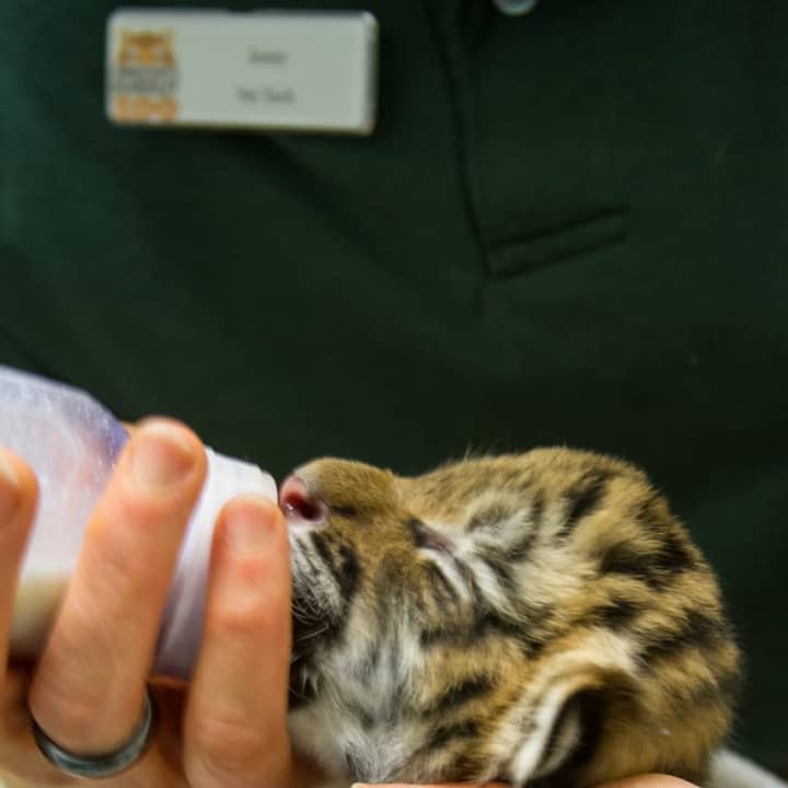 Staffers at Beardsley Zoo in Bridgeport are working around the clock to save two tiger kittens rejected by their mom.