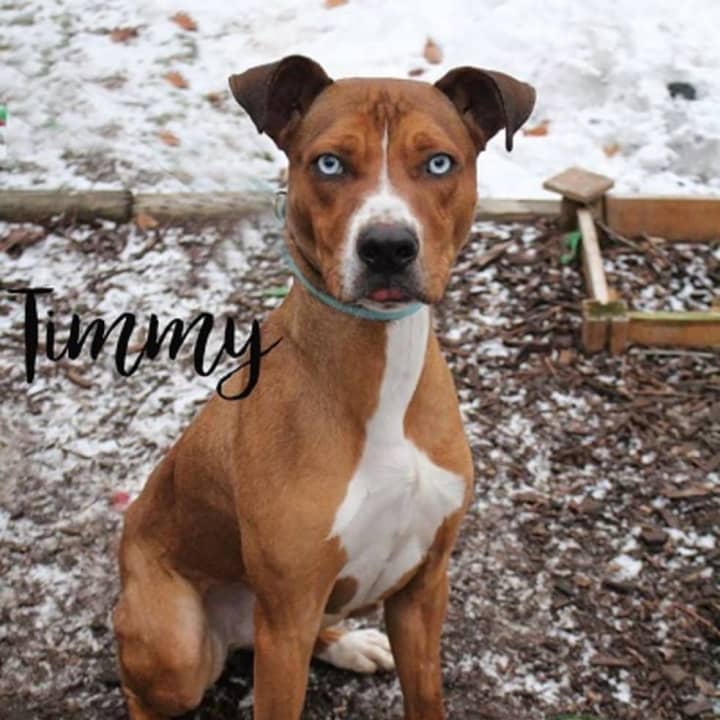 Timmy, Hi Tor Animal Shelter&#x27;s Pet of the Week, is up for adoption. The active Great Dane mix needs a home with older children who can handle all his energy.