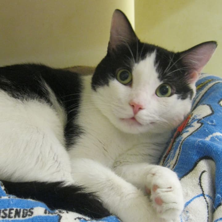 Come visit Toby at Putnam Humane Society -- and take him home, if he&#x27;s a good fit.