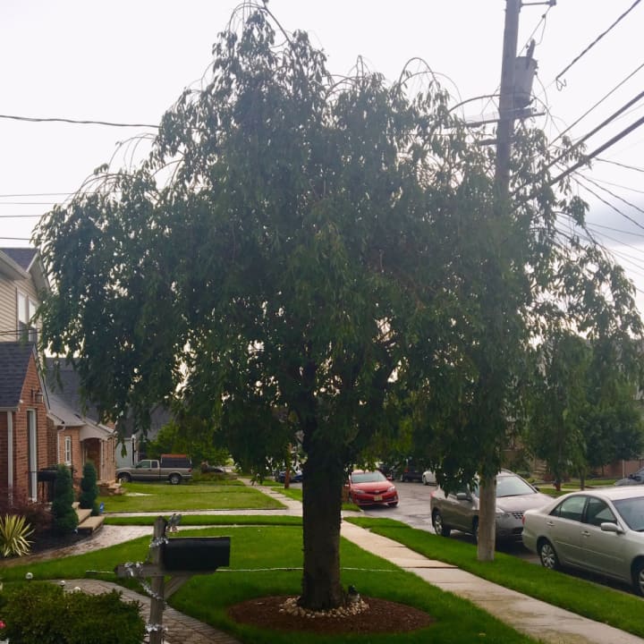 Glen Rock residents can request to have a tree planted in the right of way near their home