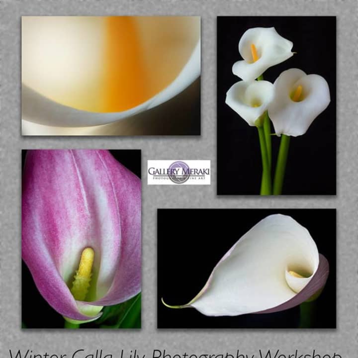 Gallery Meraki will hold a Winter Calla Lily Photography Workshop on Saturday, Feb. 13, from 9 a.m. - 4 p.m.