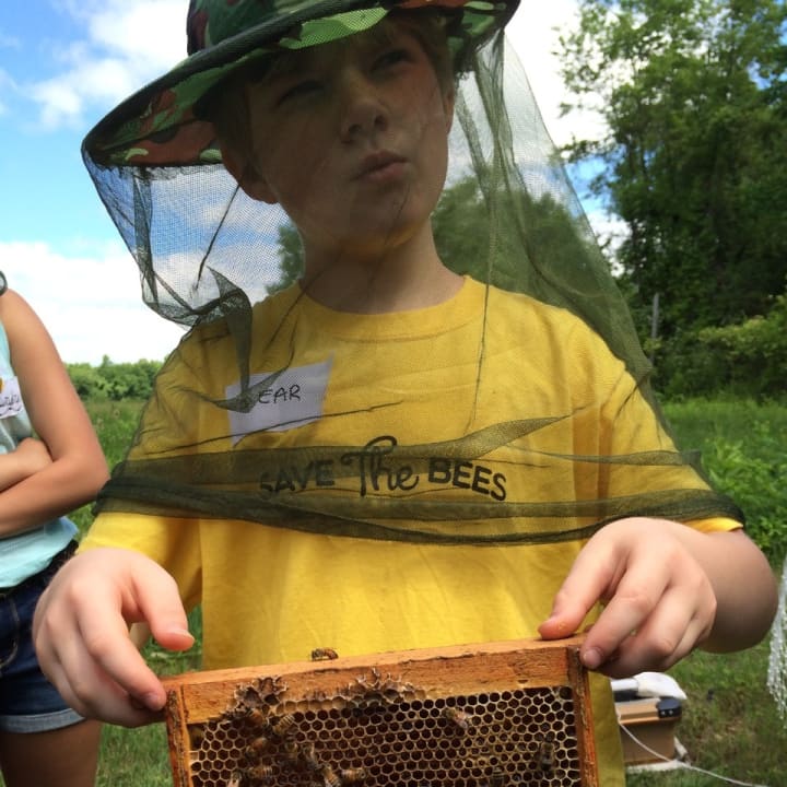 Kids can learn about bees on Saturday at Trout Brook Conservation Area in Easton.