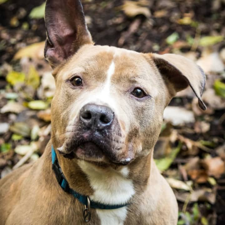 Long Island animal shelter resident Zeus is a smart dog who loves nature in need of a home.