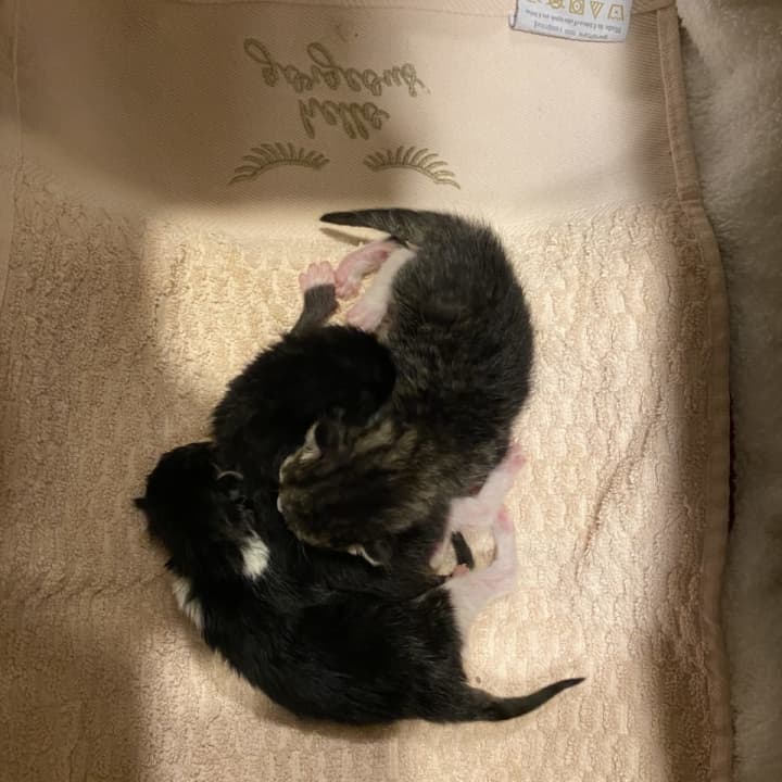 Police officers found three newborn kittens when answering a call for a suspicious box.