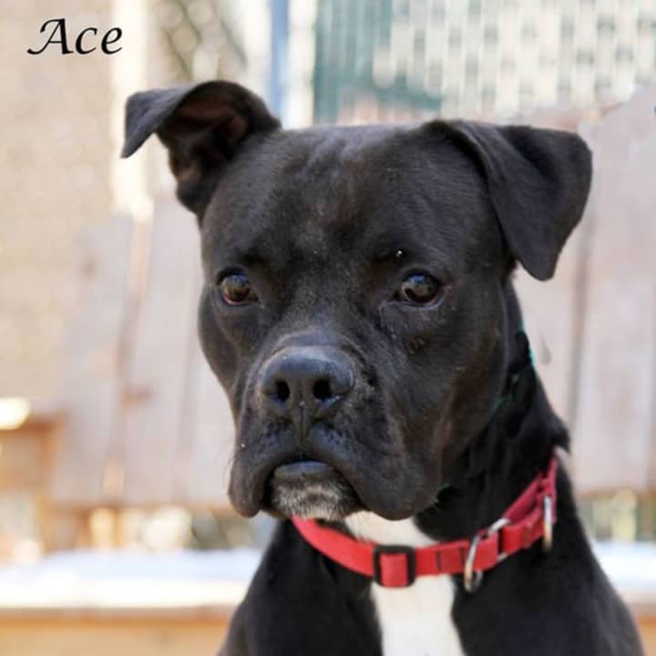 Ace is looking for a home.