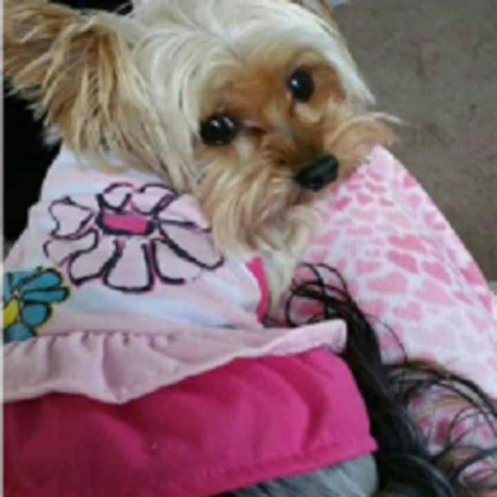 Have you seen Baby, the missing Englewood yorkie?