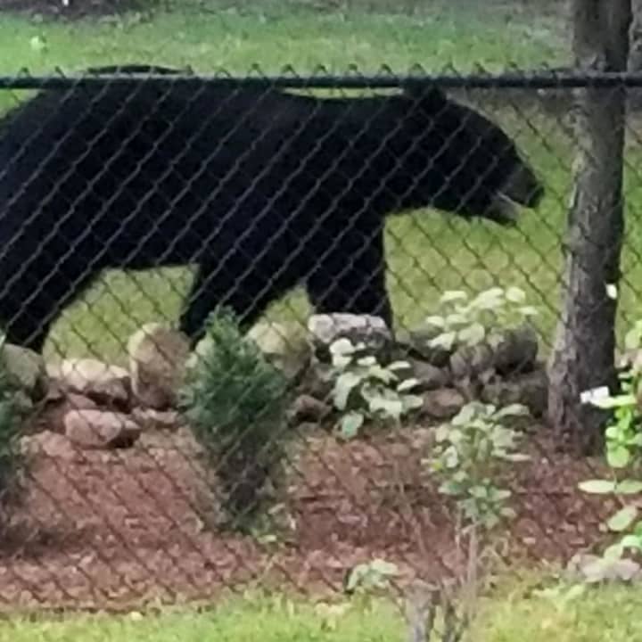 Another view of the &quot;Backyard Bear.&quot;