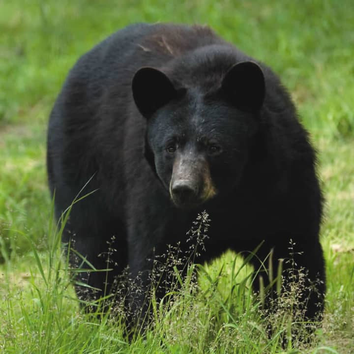 The black bear weighed about 450 pounds, authorities said.