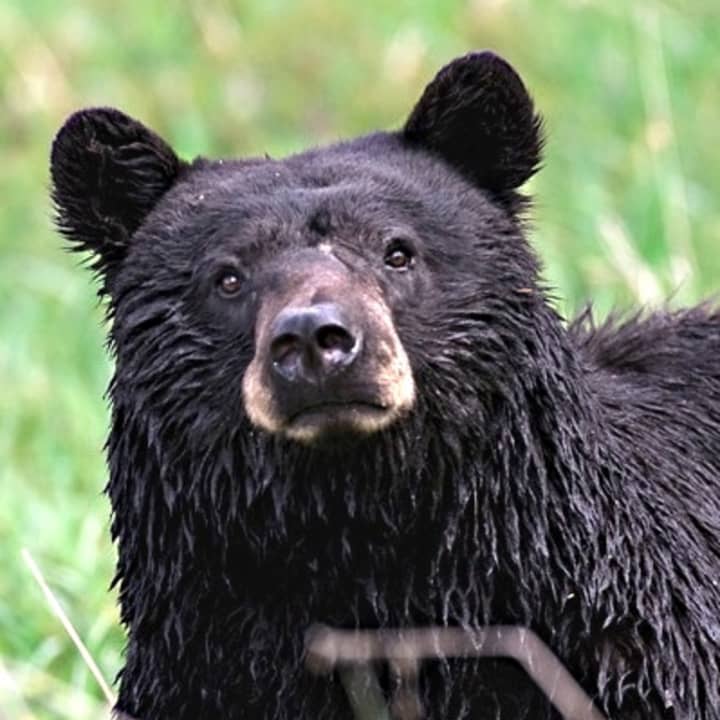 A Lewisboro man reported seeing a black bear. Pictured is an unrelated bear.