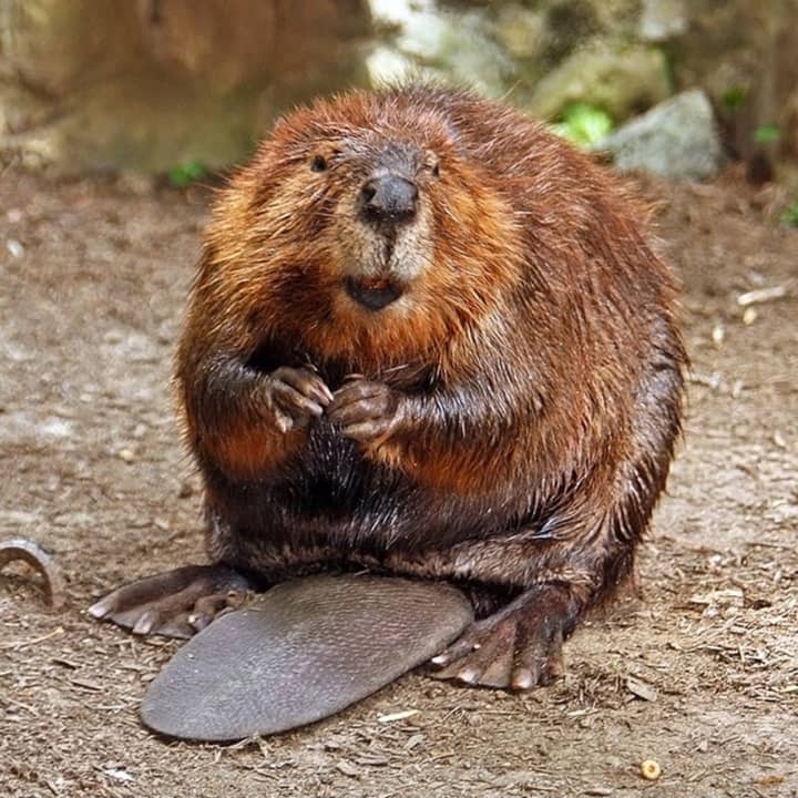 There is a growing controversy about what to do about a beaver colony in Stratford&#x27;s Roosevelt Forest.