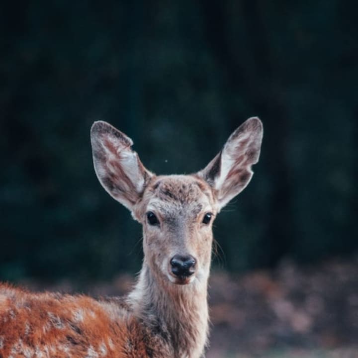 At least two deer have died from a rare disease that is affecting deer in the Hudson Valley and other areas of the state.