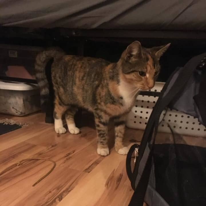 Do you recognize this cat found in Yonkers?