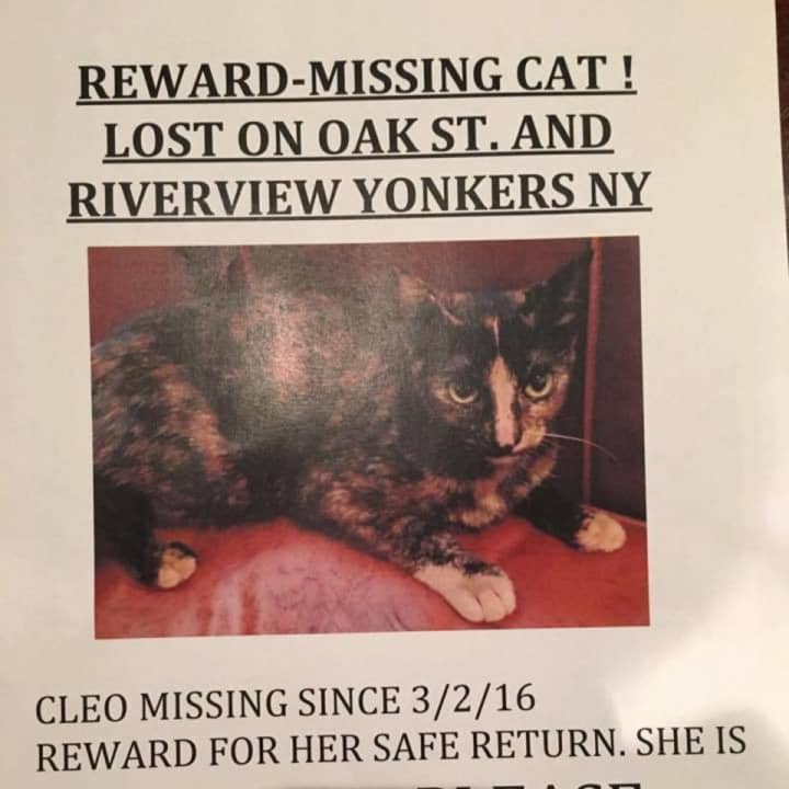 This cat is missing in Yonkers.