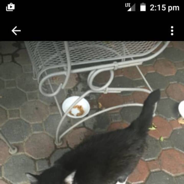 This cat showed up in Peekskill backyard. Do you recognize him?