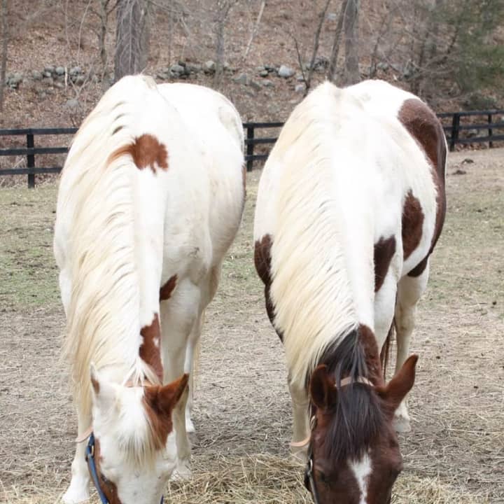 Courtyard Farm will hold 13 Hands Equine Rescue&#x27;s first fundraiser on June 5.