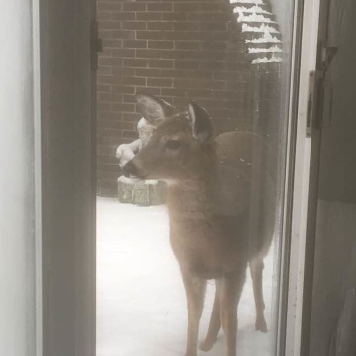 A deer on a porch, not on the road.