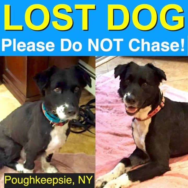 A new rescue has gone missing in Poughkeepsie.